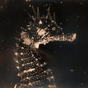 Black Swan [LP] [ VINYL LP ]