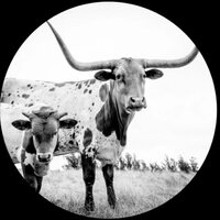 West Texas Blues [LP] [ VINYL LP ]